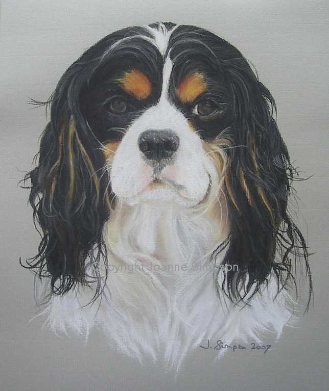 Cavalier King Charles Spaniel pet portrait by Joanne Simpson. 